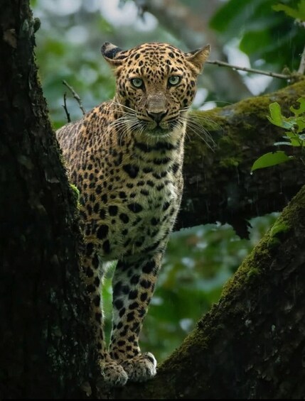 A leopard in a forested area, perched on a moss-covered tree branch. 1