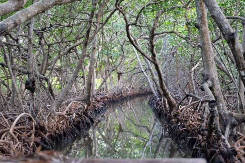 A dense mangrove forest with tangled roots and branches. 1