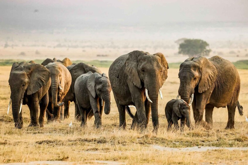 Picture 8 for Activity Nairobi: 6-Day Maasai Mara, L Nakuru, L Naivasha & Amboseli 5