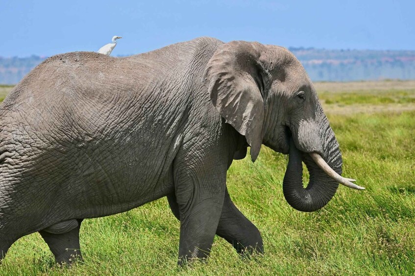 Picture 7 for Activity Nairobi: 6-Day Maasai Mara, L Nakuru, L Naivasha & Amboseli 2