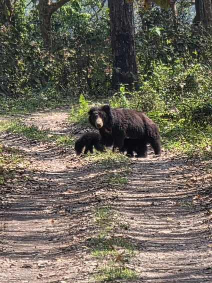 A bear and its cub walking on a forest path. 5