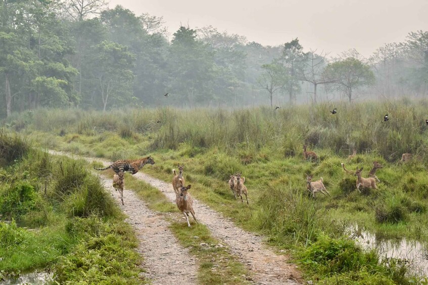 A zebra and a tiger on a dirt path, surrounded by tall grass and trees. 5
