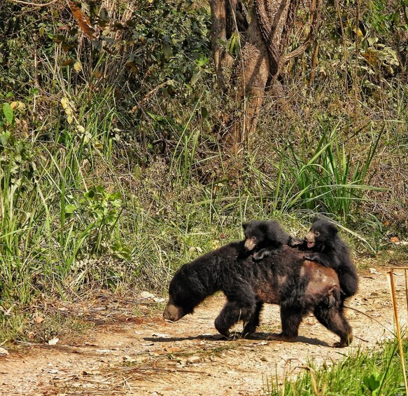 Two black bears walking on a dirt path surrounded by greenery. 4