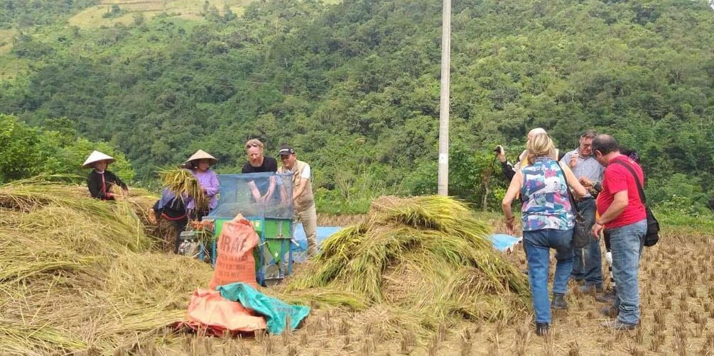 A group of people harvesting rice in a field with a forested hillside in the background. 4