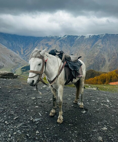 Picture 16 for Activity Kazbegi: Horseback Ride to Gergeti Church (Iconic Views) 4