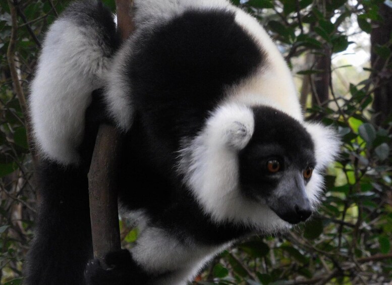 Picture 19 for Activity Madagascar: Nature and Discovery Tour 1