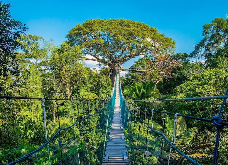 A suspension bridge in a forest. 5