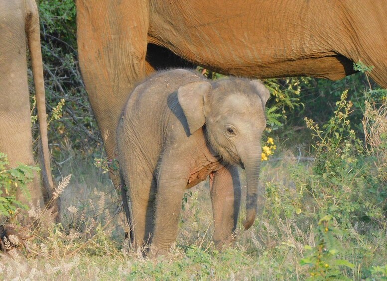 Un elefante bebé de pie en un área con pasto, con un elefante grande al fondo. 3
