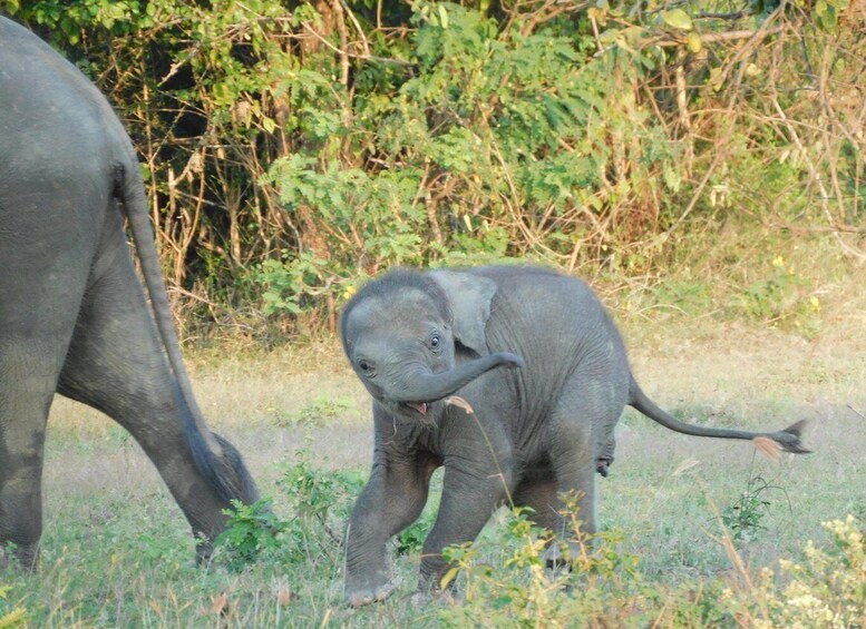 Un elefante adulto y un elefante bebé caminando por una zona cubierta de hierba con abundante follaje al fondo. 1