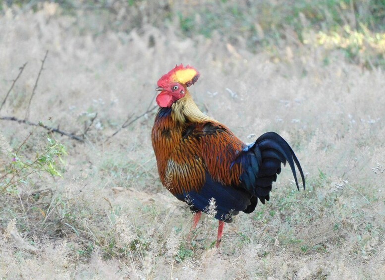 Un gallo de pie en un campo de hierba seca. 4
