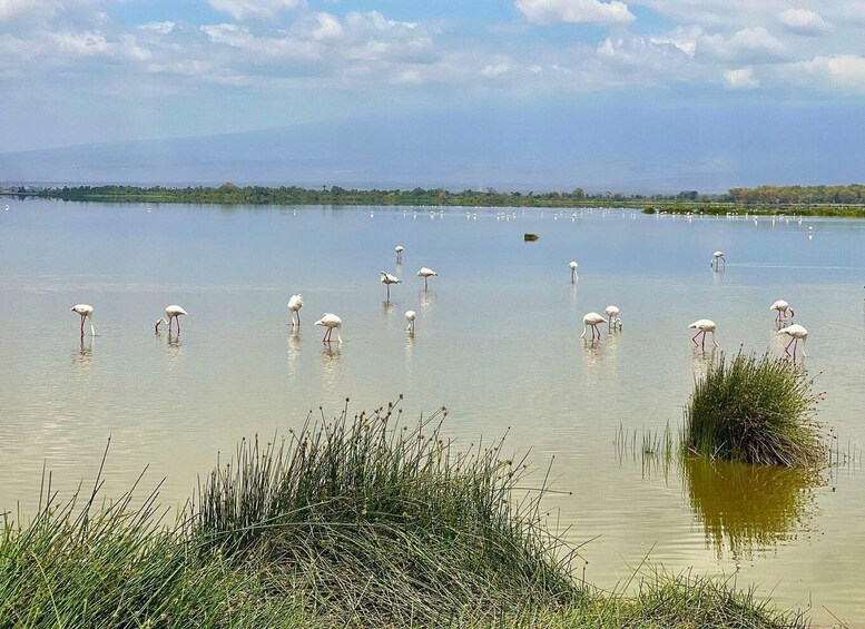 A calm lake with several white birds standing in the water. 5
