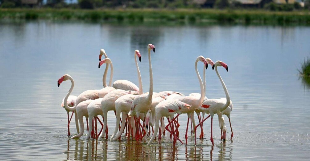 A group of flamingos standing in shallow water. 3