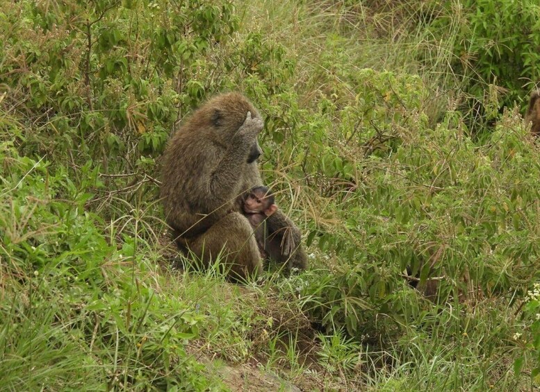 A monkey sitting in a grassy area. 2
