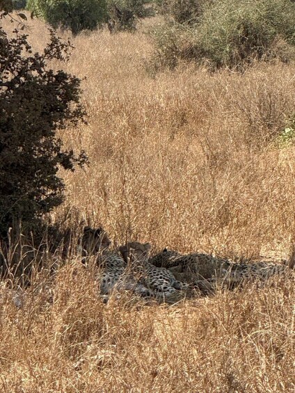 A cheetah resting in tall, dry grass with sparse trees in the background. 4