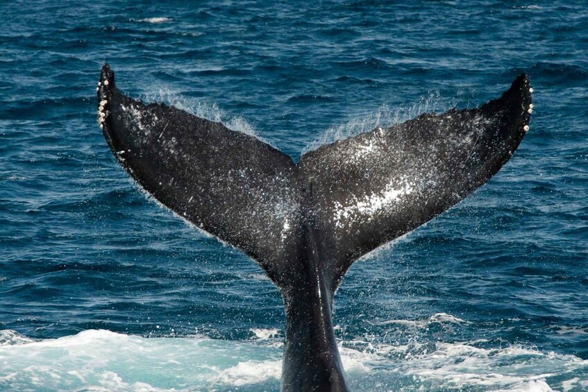 A whale's tail emerging from the water. 3