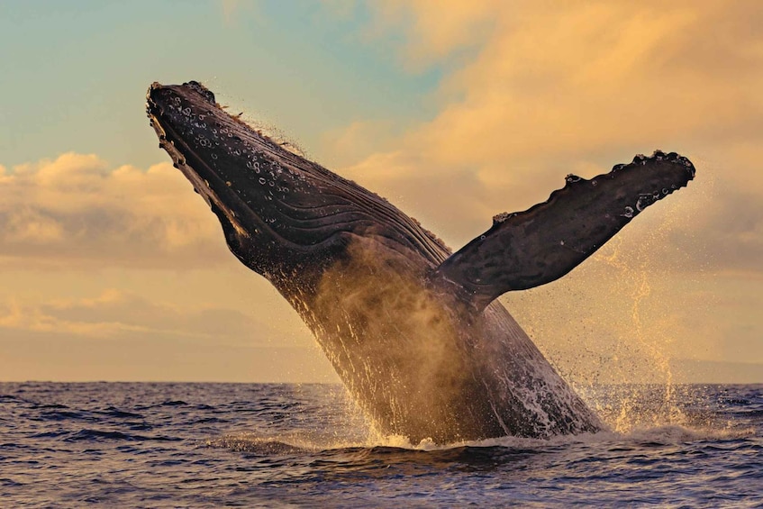 A humpback whale breaching with its tail flukes visible above the water. 1