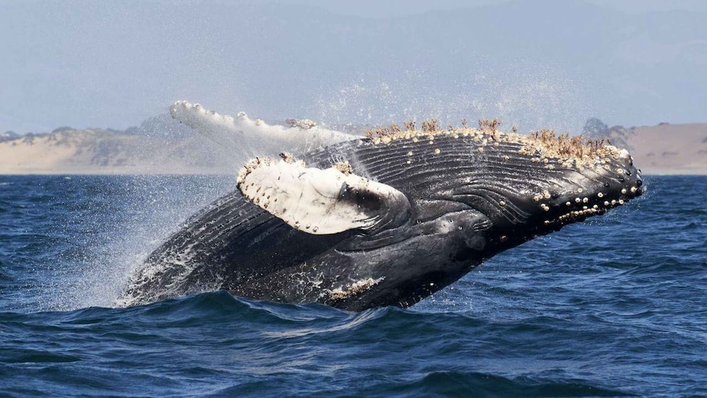 A whale breaching with water splashing around its body. 2