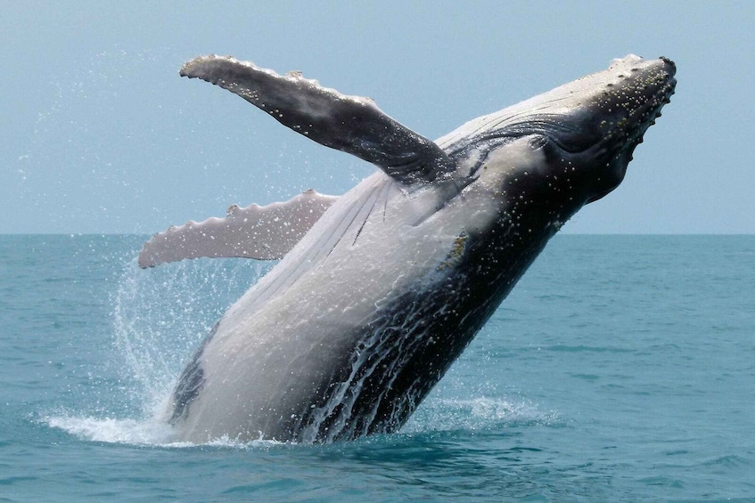 A humpback whale breaching the water. 4