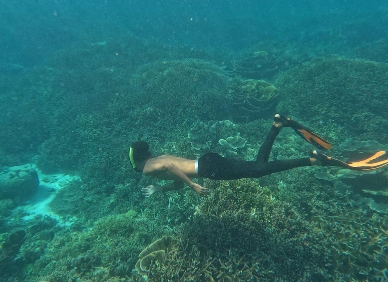 Picture 4 for Activity Bare Sea Liveaboard 2D1N on Standard Boat from Labuan Bajo 2