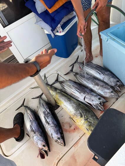 Picture 15 for Activity Fishing experience in the Bay of Malaga City 4