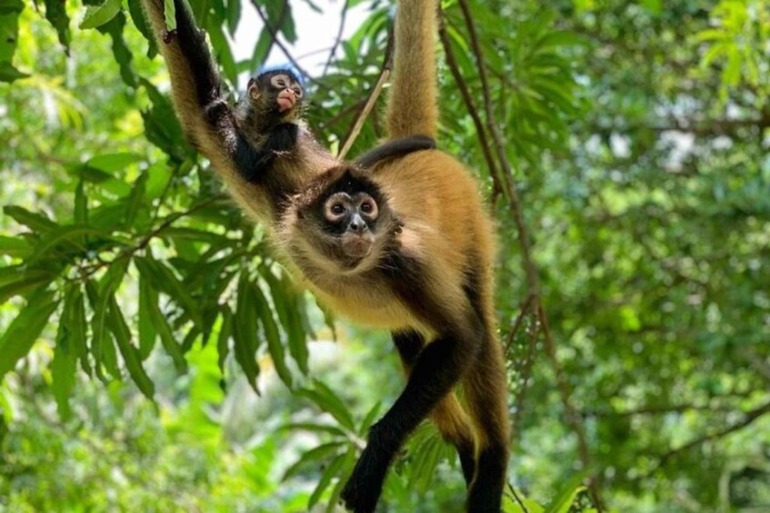 Monkey Sanctuary Reserve & Kayaking at Bahia Jiquilisco 1