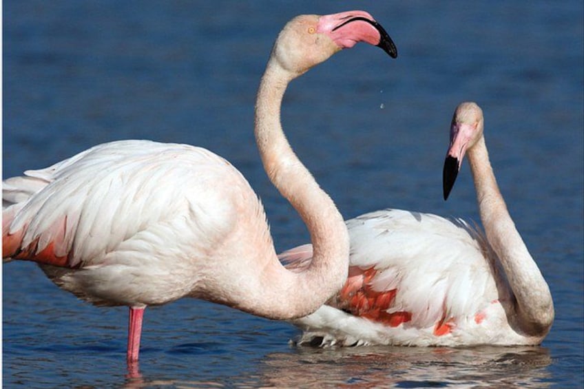 To flamingoer står i vand. 2