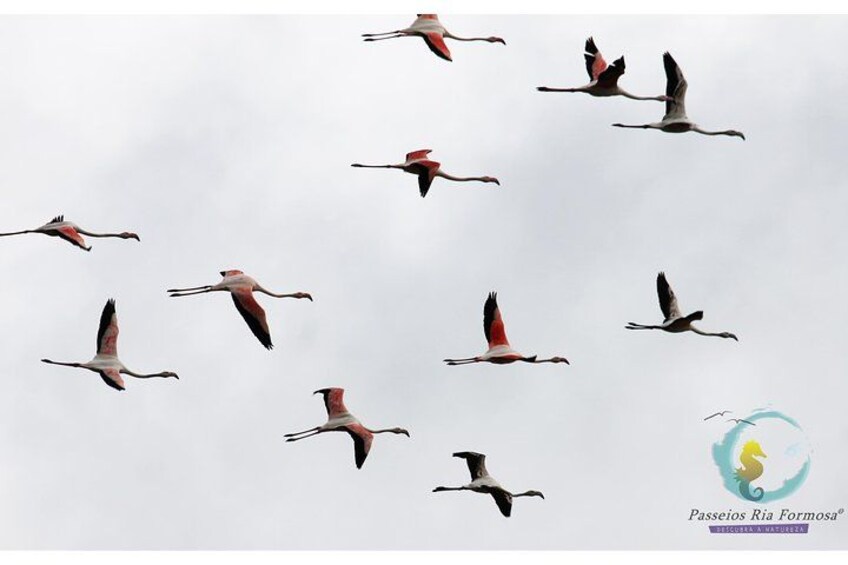 Flamingo Route 2