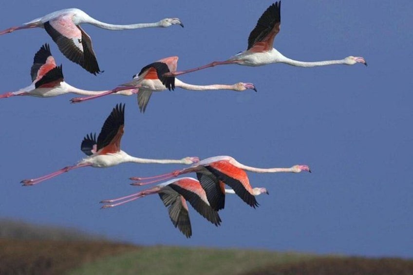 En gruppe flamingoer flyver i formation mod en klar himmel. 1