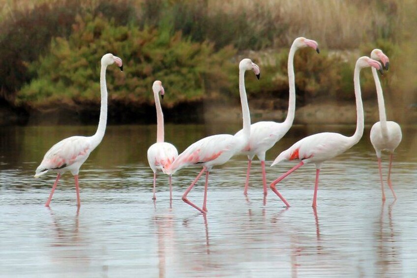 Flamingo Route 2