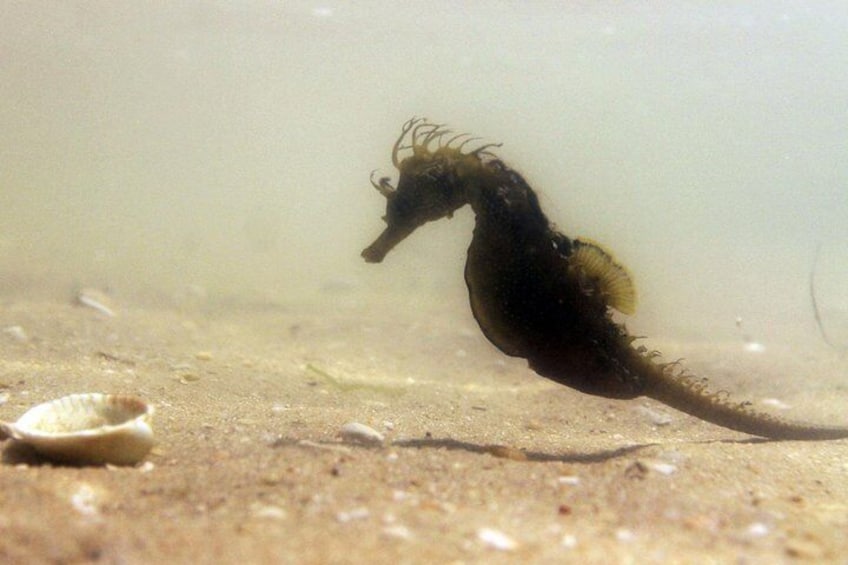 A seahorse swimming near the ocean floor. 2
