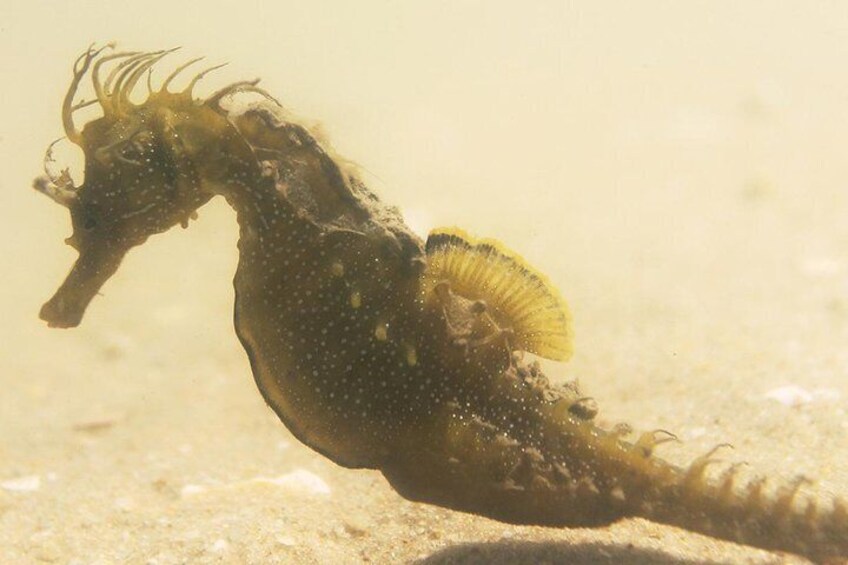 A seahorse swimming in clear water. 3
