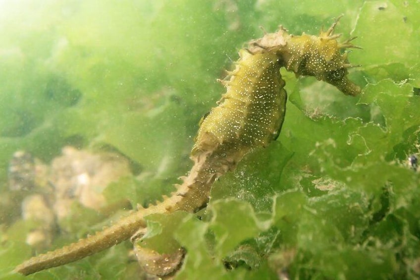 Seahorse Observation 1