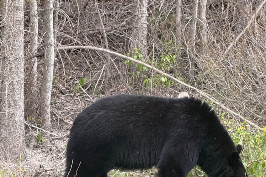Un ours noir dans une zone boisée, avec des arbres et un sous-bois dense. 2