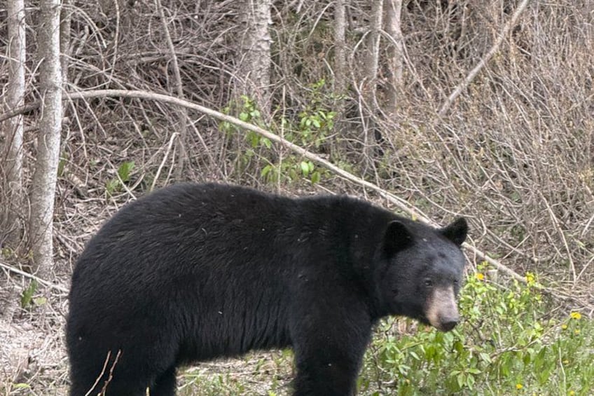 Un ours noir se tient debout dans une zone boisée, parmi des arbres sans feuilles et une végétation verte. 3