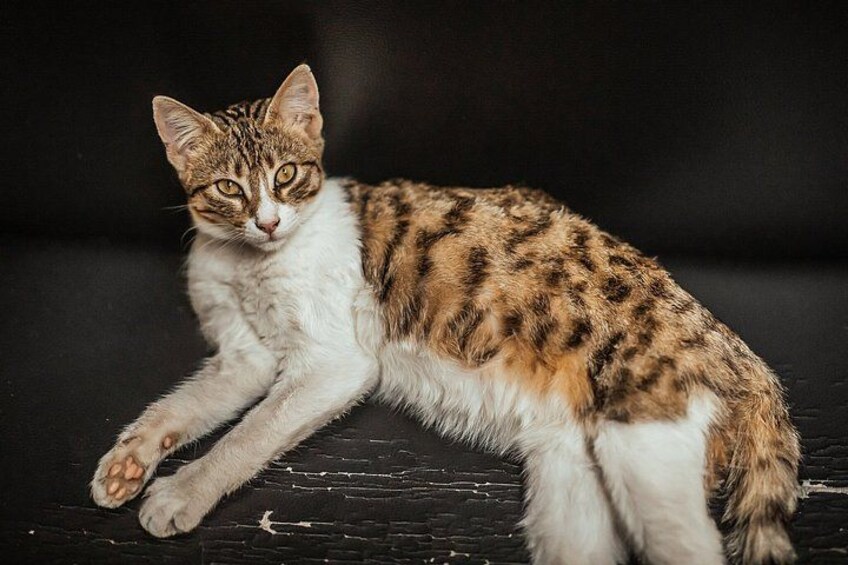 En kat med lysebrun og mørkebrun pels ligger på en sort overflade. 4