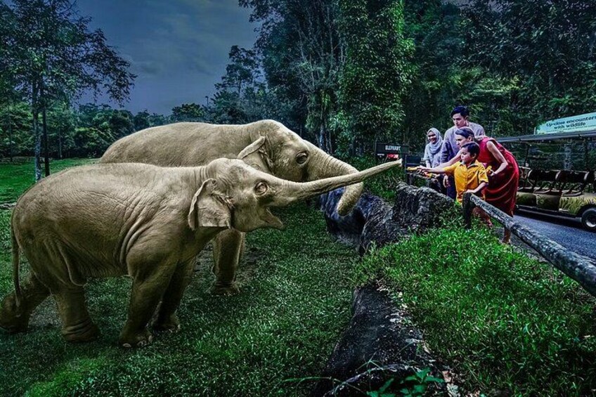 Night Safari Singapore Tickets with Tram Ride Experience 2