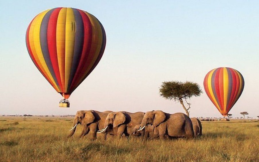 A hot air balloon, elephants, and a tree in a grassy field. 5