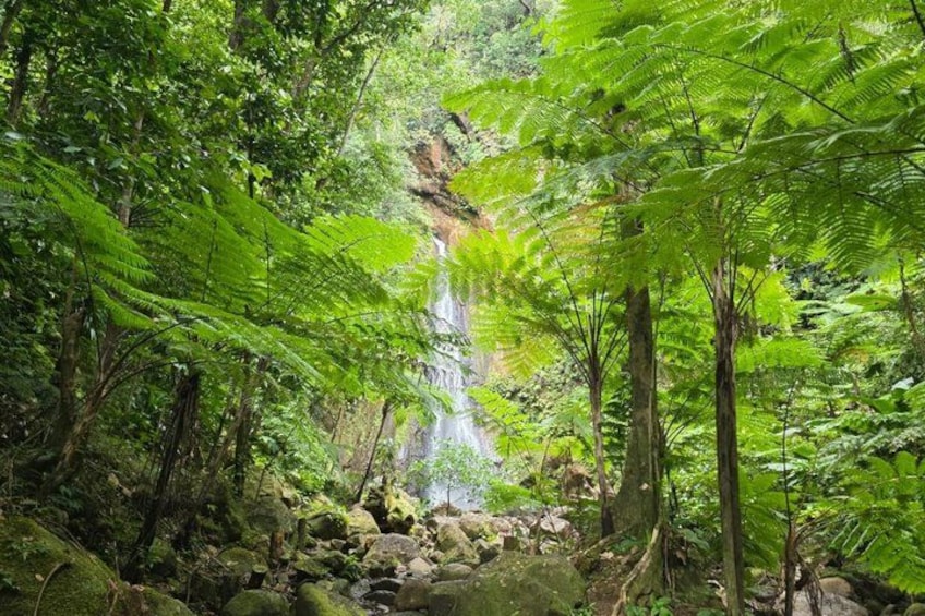 Ein üppiger Wald mit einem Wasserfall, Farnen und Felsen. 5