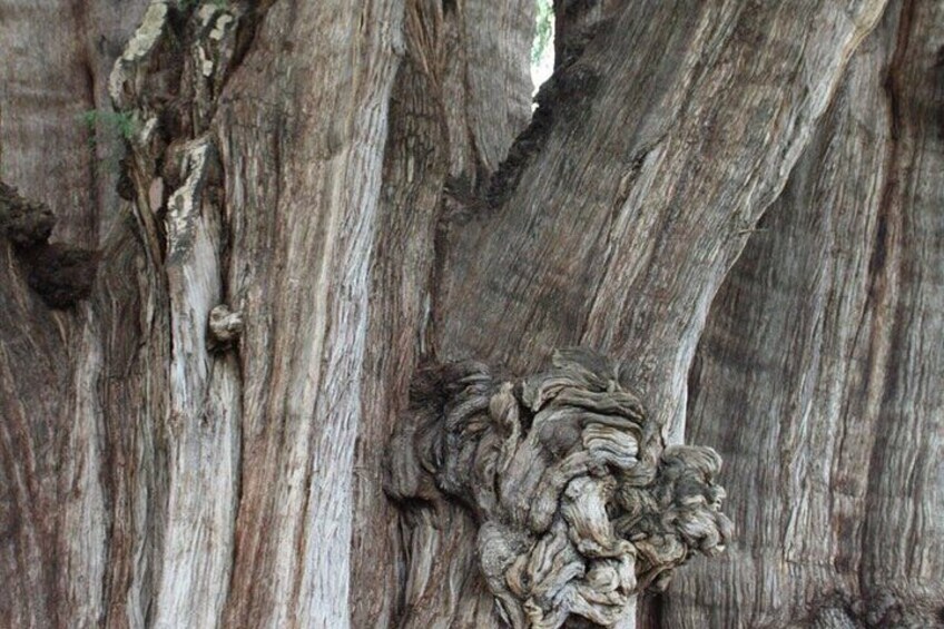 A tree trunk with a textured, wrinkled bark pattern. 2