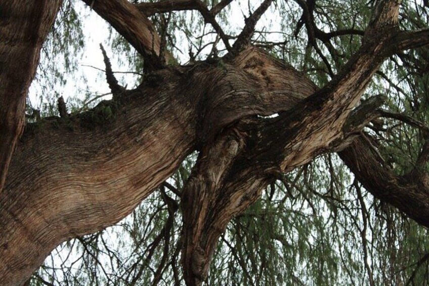 A large tree with thick branches and a textured bark. 5
