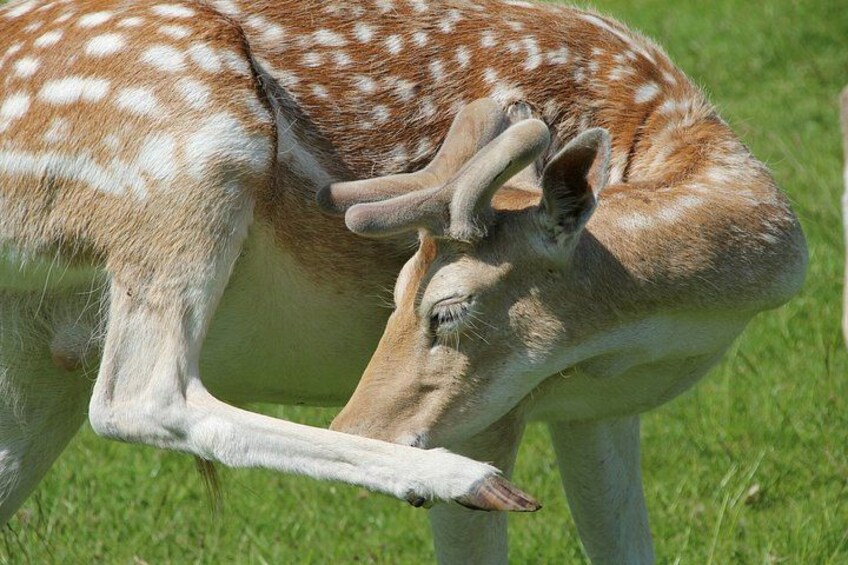 A deer with white spots on its fur, standing on grass. 5