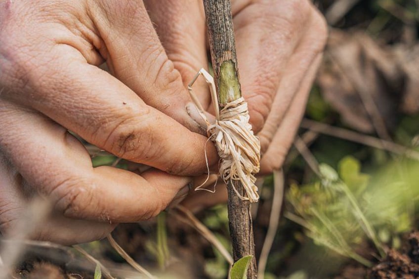 Practical Experience in the Vineyard: From Poda to Vindima 5