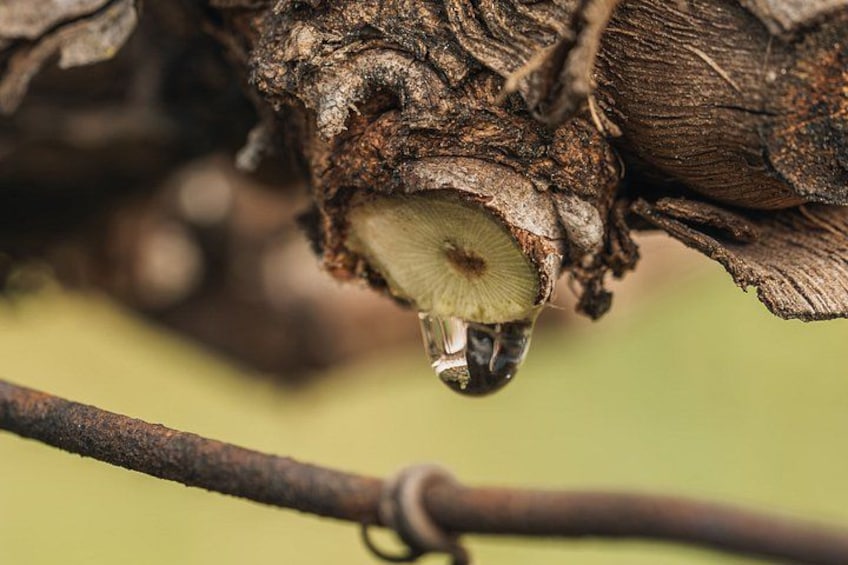 Practical Experience in the Vineyard: From Poda to Vindima 4