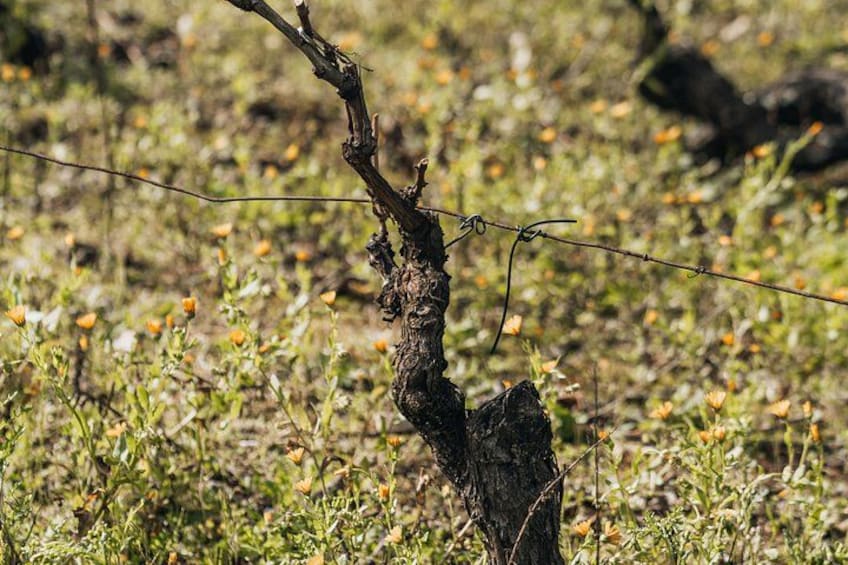 Practical Experience in the Vineyard: From Poda to Vindima 3