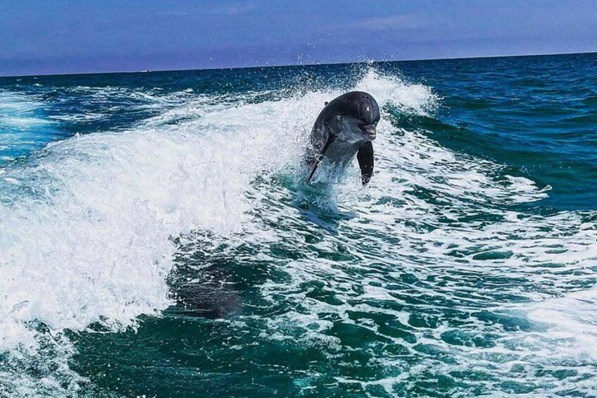 Private 2-Hour Dolphin & Snorkeling Tour 2