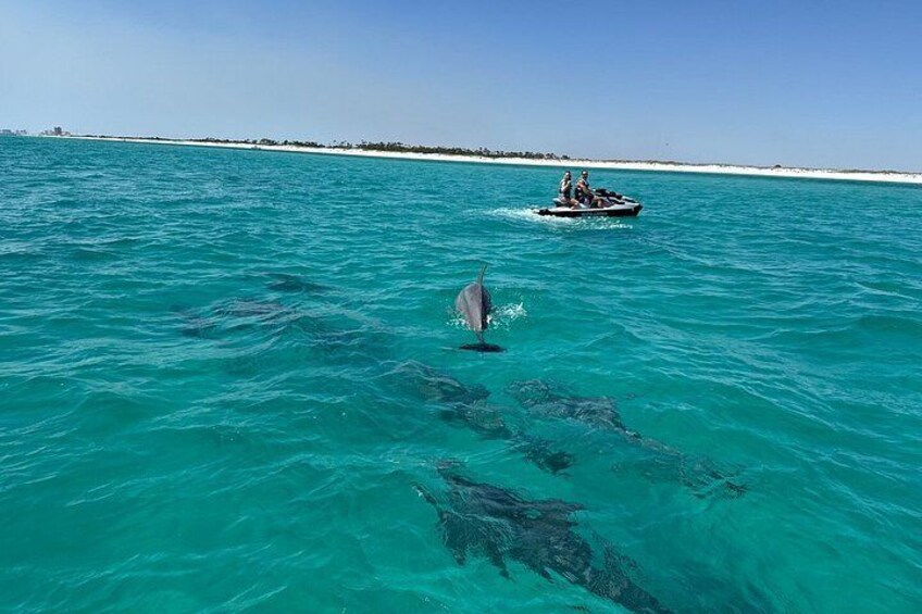 Private 2-Hour Dolphin & Snorkeling Tour 3