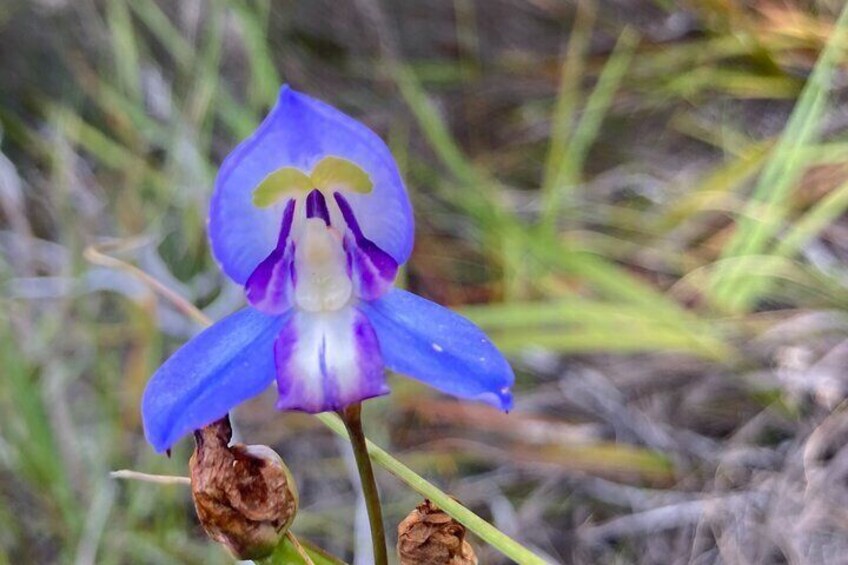 Una orquídea azul y blanca con un capullo marrón cerca. 4