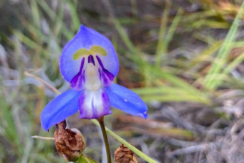 Table Mountain: Skeleton Gorge Guided Hike to Upper Station 4