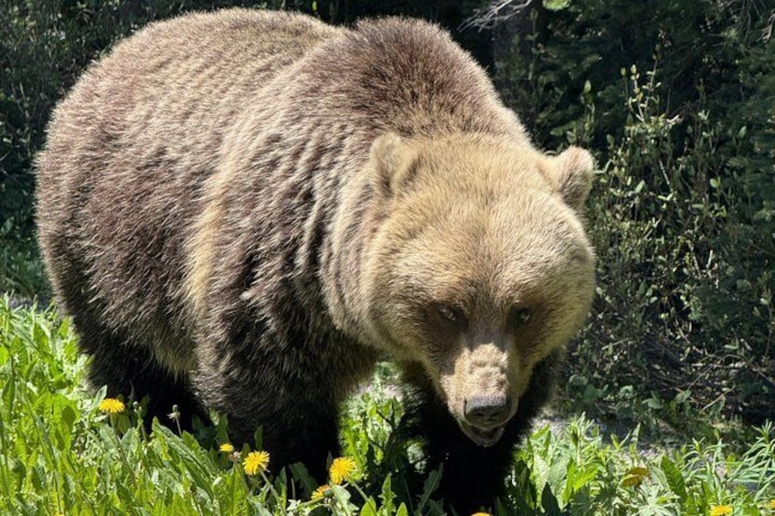 Un orso che cammina in un prato fiorito di fiori gialli. 1