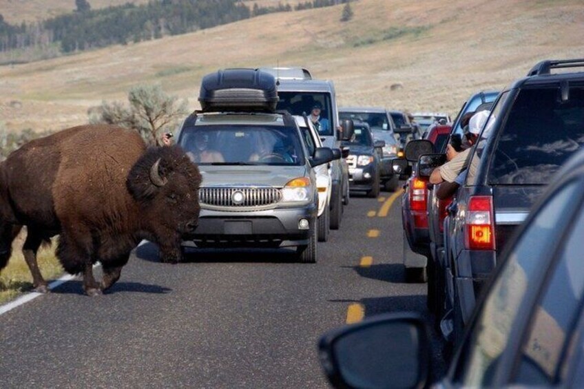 A bison crossing a road with cars stopped in traffic. 5
